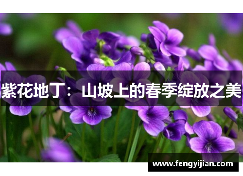 紫花地丁：山坡上的春季绽放之美